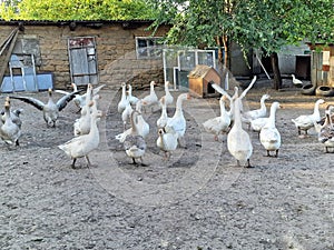 A flock of white geese in a poultry farm, bird care, a lot of geese