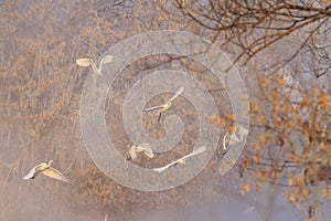 flock of white herons flying in fog