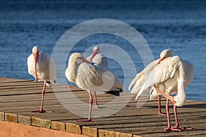 Flock of white Ibis birds on a dock in Key Largo, Florida