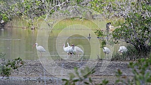 A flock of White Ibis Eudocimus albus standing in a swamp in Zapata, Cuba.