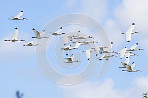 Flock Of White Ibises In The Sky photo