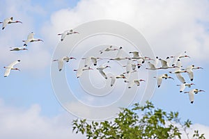 Flock Of White Ibises In The Sky, Flying Above A Tree