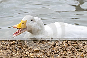 Flock of white pekin ducks scrabbling for food