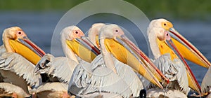 A flock of white pelicans collectively hunts in the waters of the Danube.