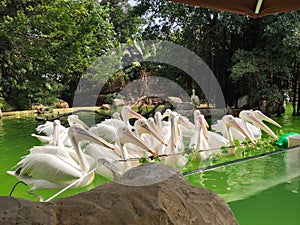 A flock of white pelicans gather on the water waiting to be fed
