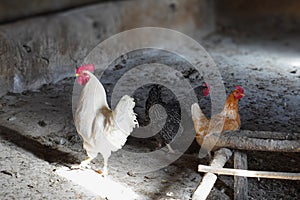 Flock of white rooster and colorful hens in a dirty coop