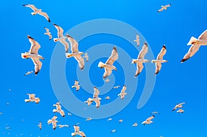 A flock of white seagulls with blue sky at the background