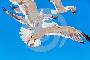 A flock of white seagulls with blue sky at the background