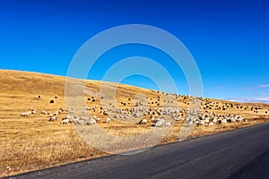 Flock of white sheep and black yaks grazing in autumn sunny meadow with blue sky and yellow mountain background , beautiful landsc