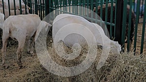Flock of white sheep eating hay at animal exhibition