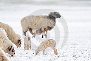 Flock of white sheep with lambs, eating grass covered with snow. a newborn lamb that still has blood on its navel