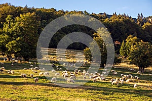 Flock of white sheep peacefully grazing in a green grassy field. Big Fatra mountains, Slovakia.