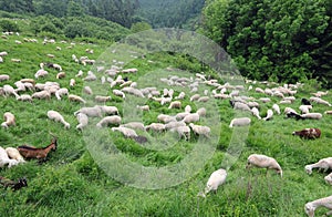 flock with white shorn sheep without fleece after shearing and s