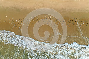 a flock of white small birds on the seashore on the sand view fron top drone in Goa