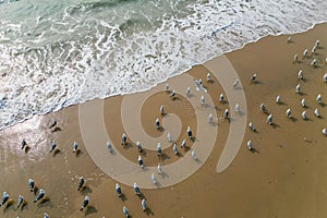 a flock of white small birds on the seashore on the sand view fron top drone in Goa