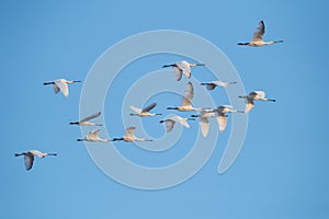 Flock of white spoonbills fly in the blue sky