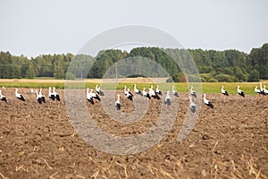 Flock of white storks