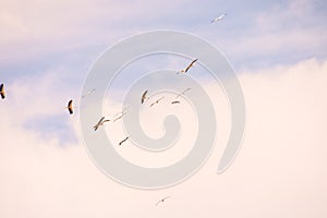 A flock of white storks against blue sky