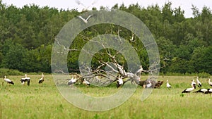 Flock of white storks around a fallen tree with a forest in the background Netherlands, Den Bosch