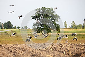 Flock of white storks