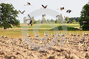 Flock of white storks