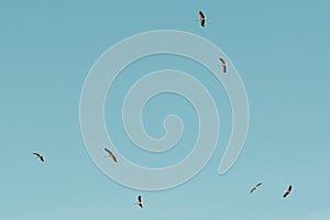 Flock of white storks flying high in the blue sky