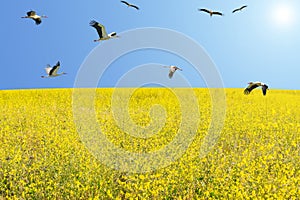 Flock of white storks migrating at spring