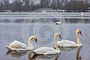 A flock of white swans on an early winter morning on a cloudy day on the open surface of the lake