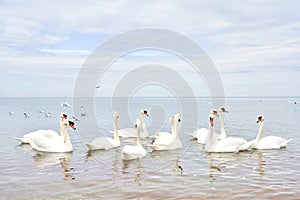 Flock of white swans floating in calm clean sea water. Seasonal migration of birds.