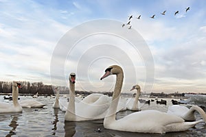 Flock of white swans on the river