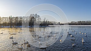 A flock of white swans swims in an ice-free lake at sunset.