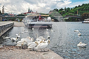 A flock of white swans in the waters of the Vltava river in Prague on a summer evening on the background of the bridge.