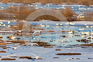 Flock of Whooper Swan