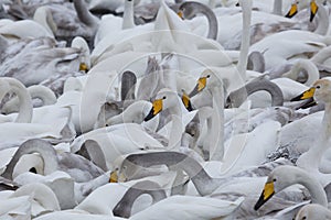 flock of Whooper swan and ducks wintering on the thermal lake Svetloe Lebedinoe, Altai Territory, Russia