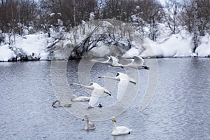 flock of Whooper swan and ducks wintering on  thermal lake Svetloe Lebedinoe, Altai Territory, Russia