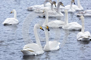 A flock of Whooper swan and ducks wintering on  thermal lake Svetloe Lebedinoe, Altai Territory, Russia