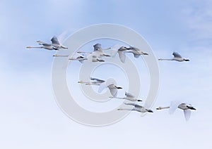 Flock of Whooper Swans