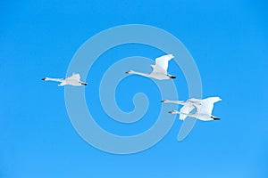 Flock of whooper swans Cygnus cygnus in flight with outstretched wings against blue sky, winter, Hokkaido, Japan, beautiful