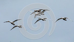 Flock of whooper swans in flight