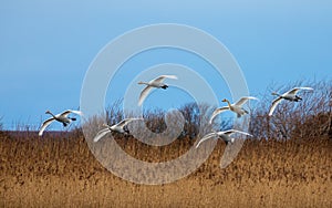 Flock of whooper swans in flight