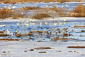 Flock with Wigeon ducks landing in a lake with snow and ice