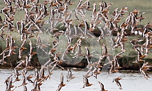 Flock of wild birds. Black tailed Godwit flock in flight