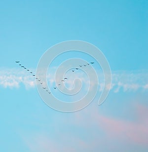 Flock of wild birds flying in a wedge against blue sky with white and pink clouds in sunset