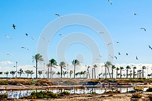 flock of wild birds over the water reservoir, sunny day, tropical plants, wild birds