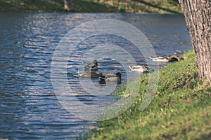 flock of wild birds resting in water near shore - vintage retro look