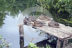 A flock of wild ducks