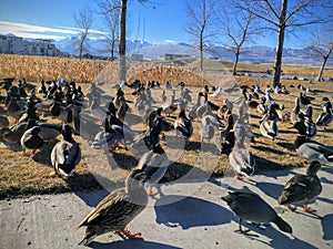 A flock of wild ducks by Daybreak lake in South Jordan Utah. Migratory birds on vacation being fed by locals.