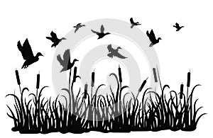 A flock of wild ducks flying over a pond with reeds. Black and white illustration of ducks flying over the river. Vector