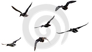 A flock of wild ducks flying on a white background