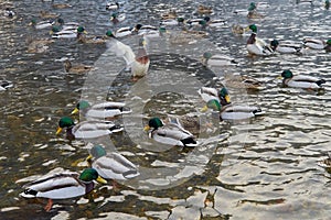 A flock of wild ducks on the lake. Many wild ducks swim in the winter lake. A flock of ducks in the water